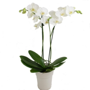 White Phalay Orchid Plant 2 Spikes