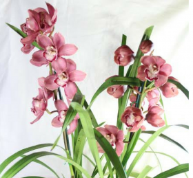 orchids-2