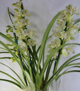 Cymbidium Orchid with 4 Spikes