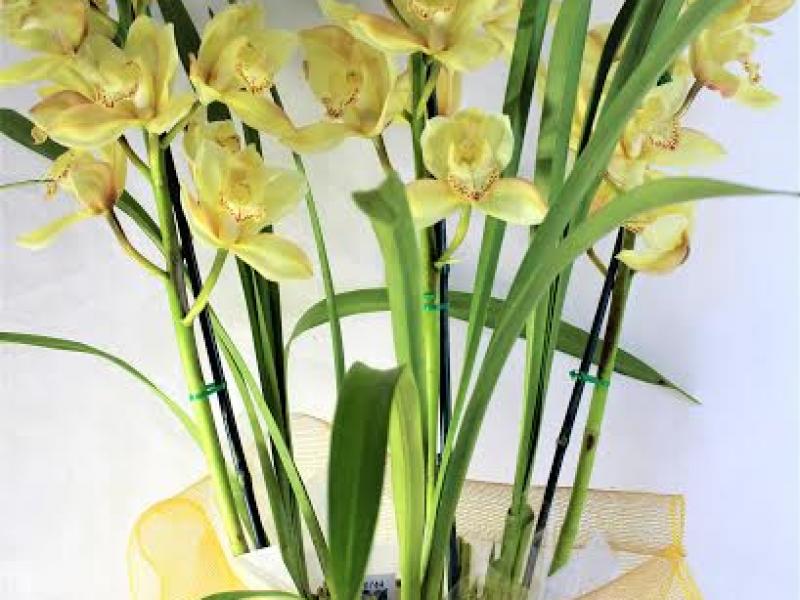 cymbidium-orchid-three-spikes-yellow