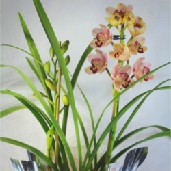 Orchids-5