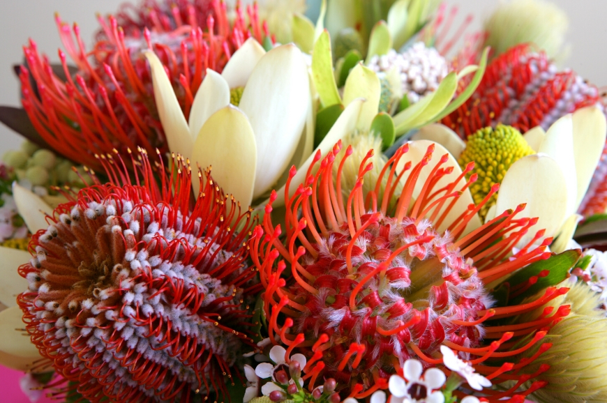 Australian Native Flowers & Plants