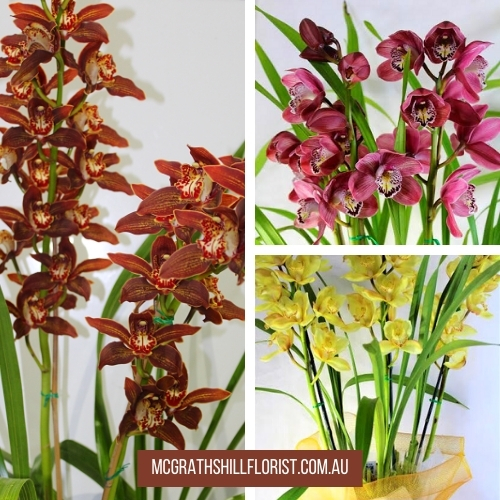 orchids mcgraths hill florist