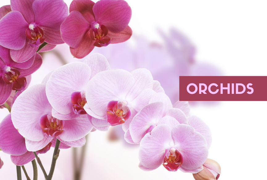 Beautiful Phalaenopsis Orchid Plants 