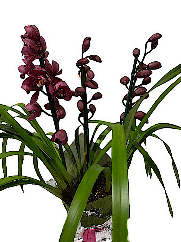 Cymbidium Orchid Flowering Plant