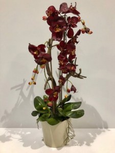 Everlasting Orchid Plant