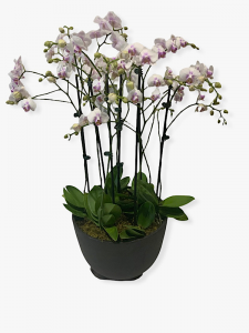 Phaleonopsis Orchid Bowl