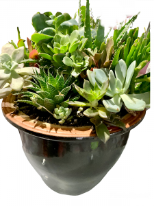 Succulent Garden In Heavy Ceramic Pot