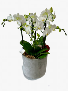 Phaleonopsis Orchids 10 Spiker