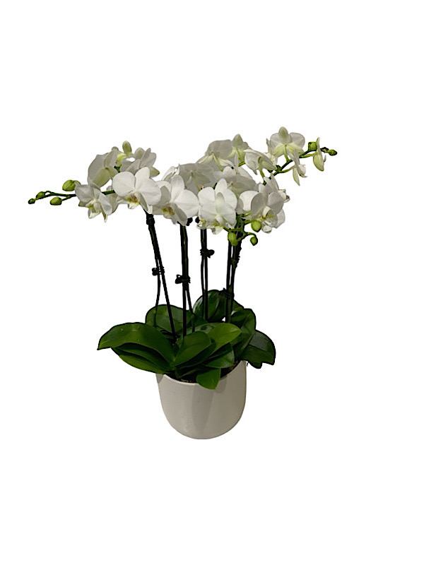 Multi Spike Phaleonopsis Orchid Plant