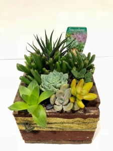Small Wooden Box Succulent Garden
